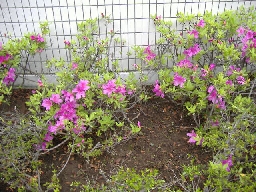 �}���V���������T�[�r�X